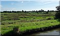 Rough grassland, south of Whixall Moss