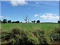 Dead tree in a field, south of Blackoe Cottages