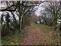 Path South of Blainscough Hall, Coppull Moor