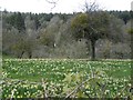 Daffodils off Tuns Lane