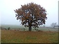 SK2114 : Oak Tree on County Boundary by Jonathan Clitheroe
