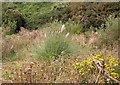TQ7808 : Self-sown pampas grass, Lovat Mead by Patrick Roper