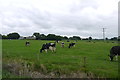 Cows on Tadham Moor