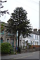 Monkey Puzzle, Victoria Rd