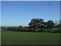 Crop field, Hampton in Arden