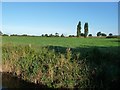 Farmland east of Ryebank