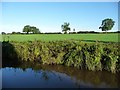 Farmland west of Ryebank