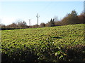 11kV powerlines on the west side of Moygannon Road