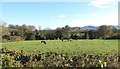 J1519 : Dairy cattle grazing on the flood plain of the Moygannon River by Eric Jones