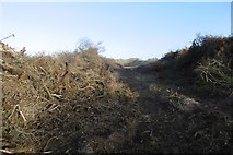NT4984 : Clearing buckthorn by Richard Webb