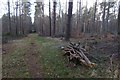 NT6080 : Firewood pile, Binning Wood by Richard Webb
