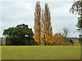 Lombardy poplars, Mountsfield Park