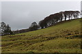 Countryside above Old Whalley Road