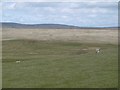 Pasture, Boghead