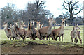 ST8183 : Red Deer, Badminton Park, Gloucestershire 2009 by Ray Bird
