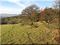 Hedgerow view