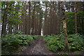 TQ6141 : Footpath, Newbars Wood by N Chadwick