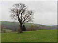 Isolated tree above Morrell