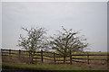 Roadside trees and fence, Green Lane