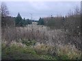 Power line ride, Blairadam Forest