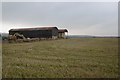 Dutch barns, Mains of Tippermallo