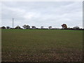 Young crop field, Clotton Hoofield