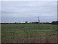 Crop field off Plough Lane