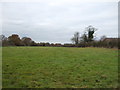 Grazing near Thorn Bank Farm