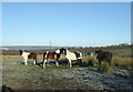 Horses off Blackburn Road (A679)