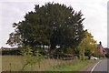 Yew tree at the edge of Broughton Hackett