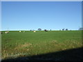 Grazing north of Mill Hill Lane