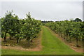 TQ6342 : Fruit bushes, Pippins Farm by N Chadwick