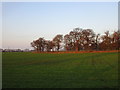 Open woodland near Redhill Farm