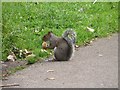 Squirrel, North Lodge Park, Darlington