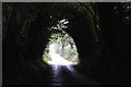 Avenue of trees, Vicarage Lane