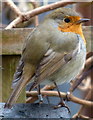 Robin in a Duncan Road back garden