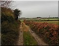 Farm track, west of Shapway