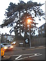 Tree on the corner of Crescent Road, Kingston