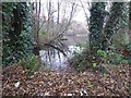 Pottery Pond, Bovey Tracey