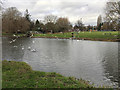 SP2864 : Feeding the gulls, mostly, on the Avon, St Nicholas Park, Warwick by Robin Stott