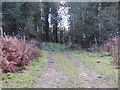 Track entering the woodland of Mynydd Jaram