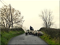 H5375 : Shepherding sheep, Drumnakilly by Kenneth  Allen