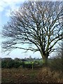 Tree And Footpath Guide Post