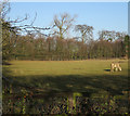 Horse field by Higham Road