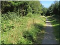 SS3618 : Forest track - Melbury Plantation by Mr Ignavy