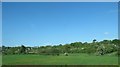 Farmland west of the A29 (Armagh Road)