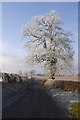 Frosted tree, Whip Lane