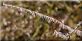 TQ2897 : Frosted Twig, Trent Park by Christine Matthews