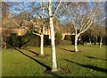 Trees at Cressida Place in Braunstone