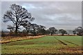 Winter crops at Glamis